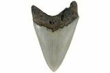 Serrated, Fossil Megalodon Tooth - North Carolina #183332-1